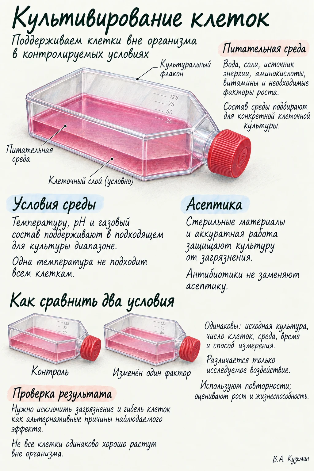 Культивирование клеток