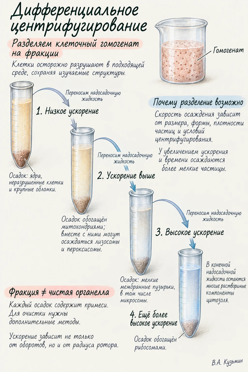 Дифференциальное центрифугирование