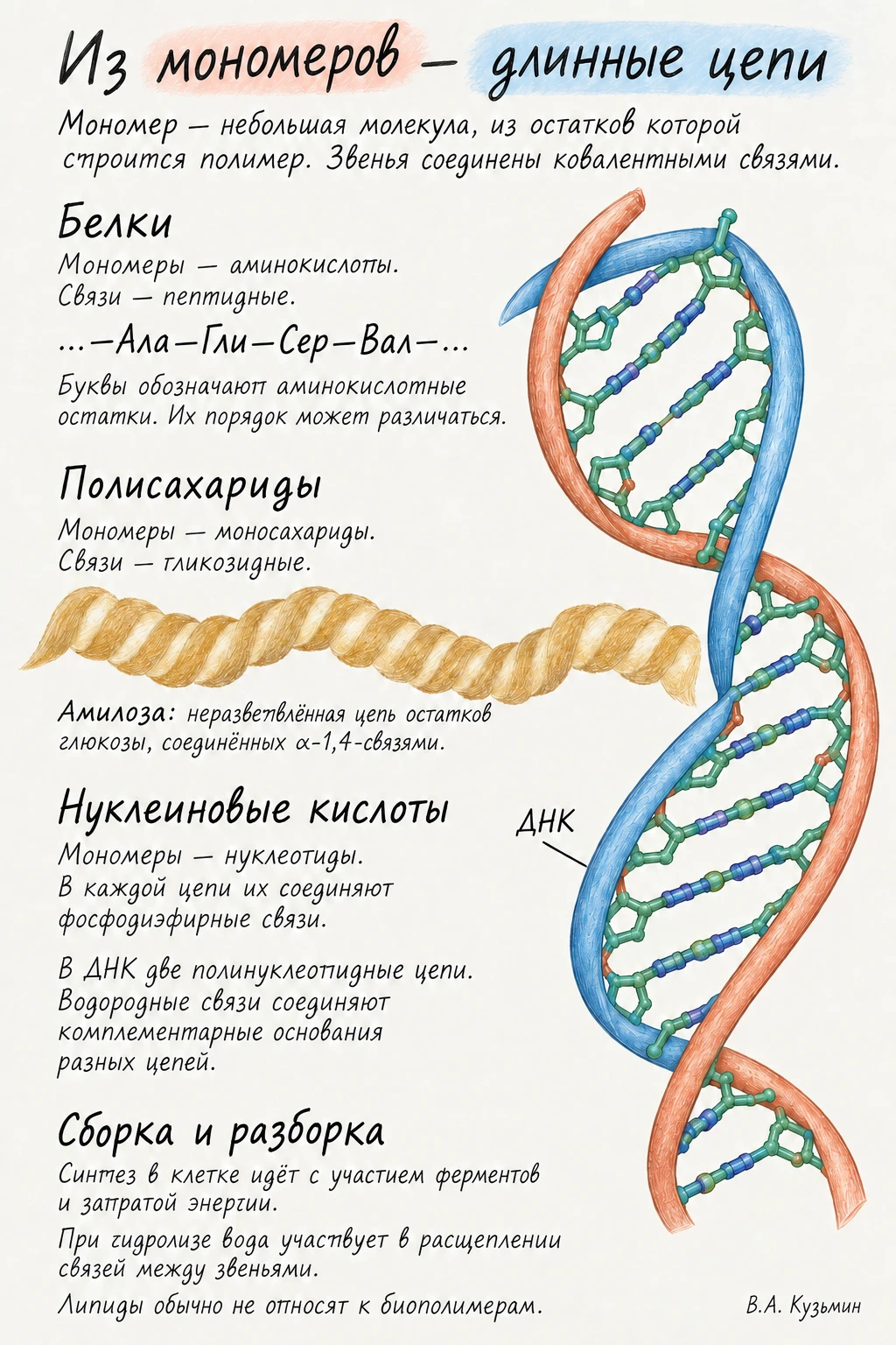 Из мономеров — длинные цепи: белки, полисахариды, нуклеиновые кислоты