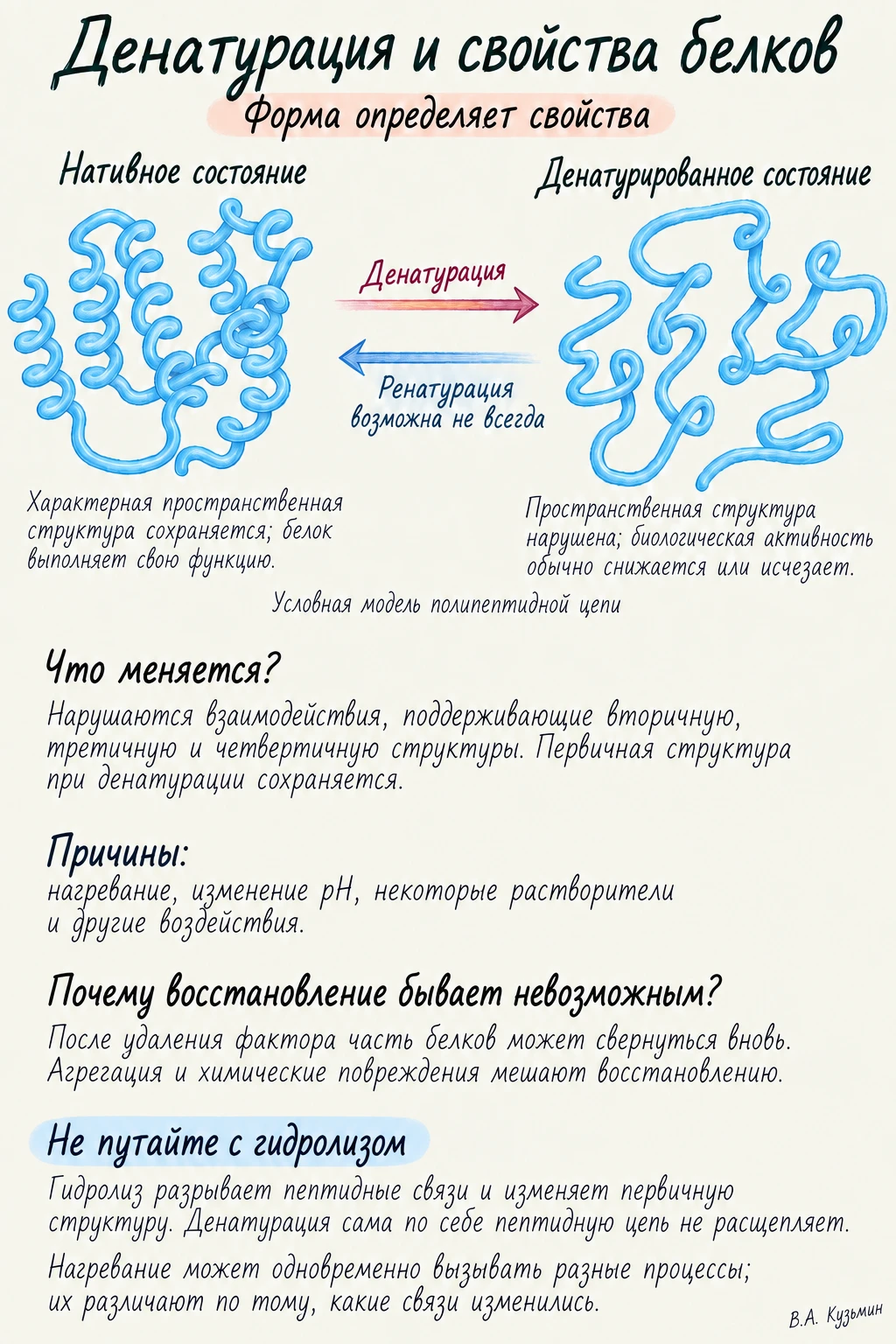 Денатурация и свойства белков