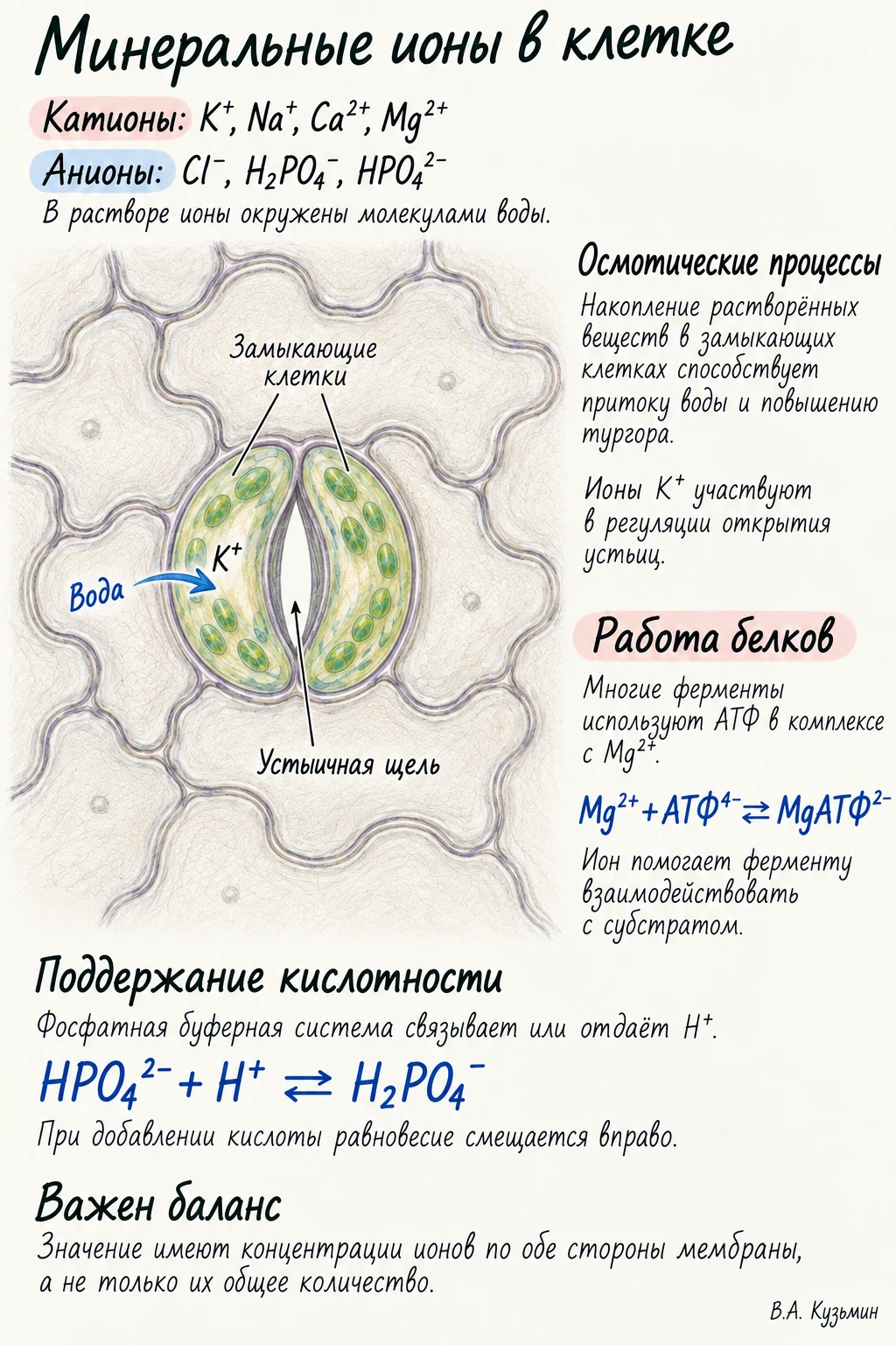 Минеральные ионы в клетке