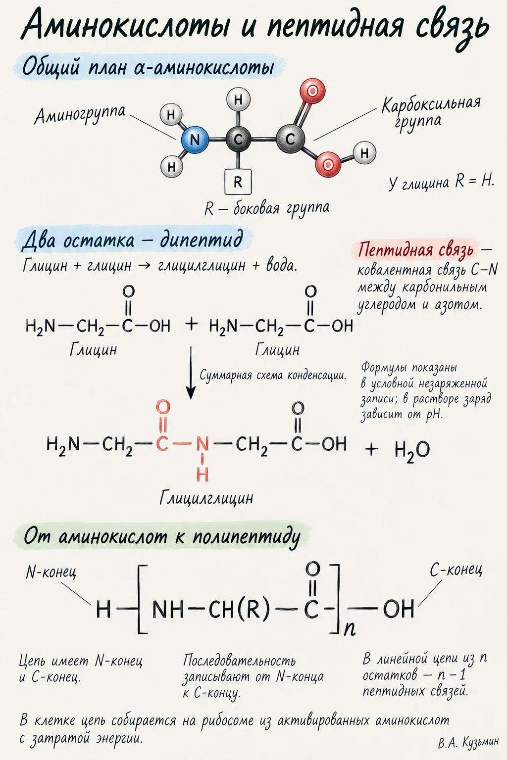 Аминокислоты и пептидная связь