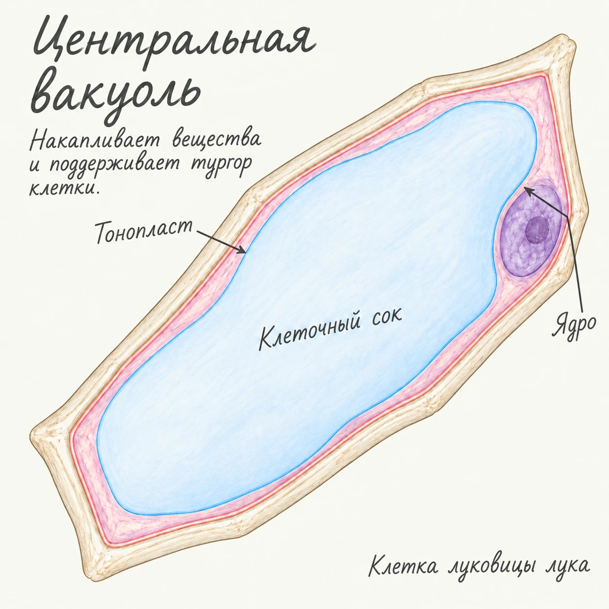 Центральная вакуоль