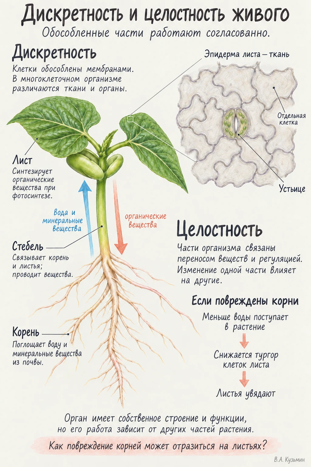 Дискретность и целостность живого