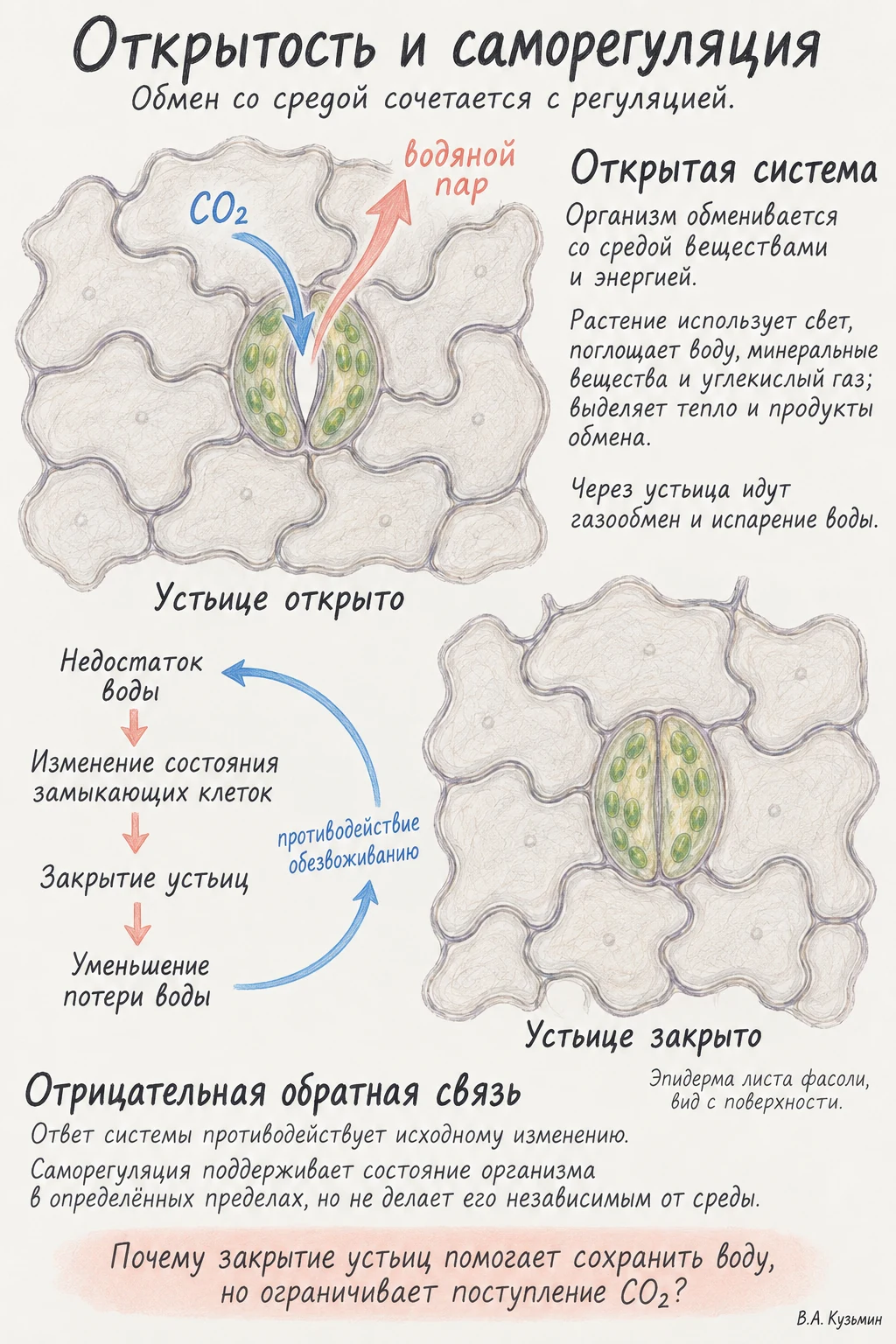 Открытость и саморегуляция