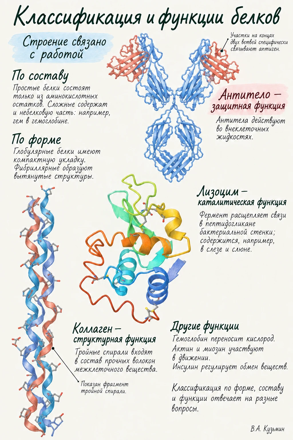 Классификация и функции белков