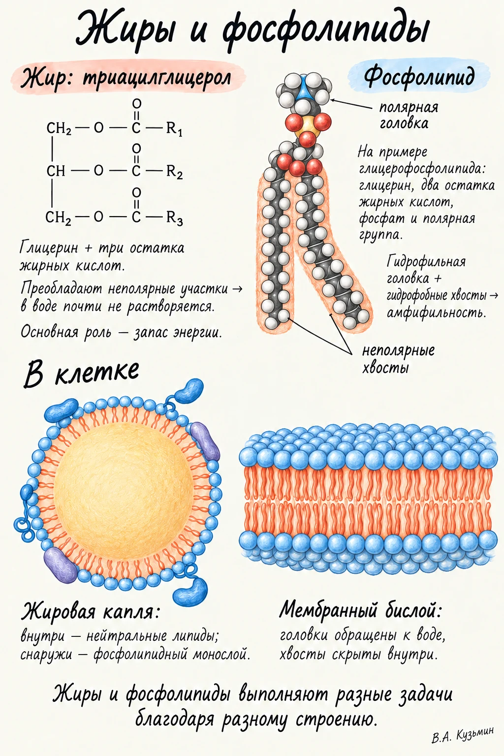Жиры и фосфолипиды