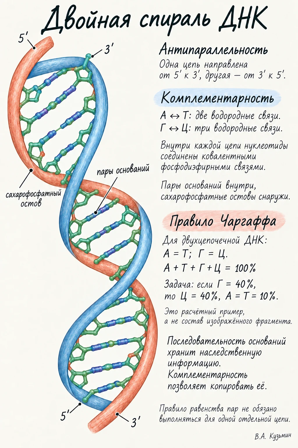 Двойная спираль ДНК