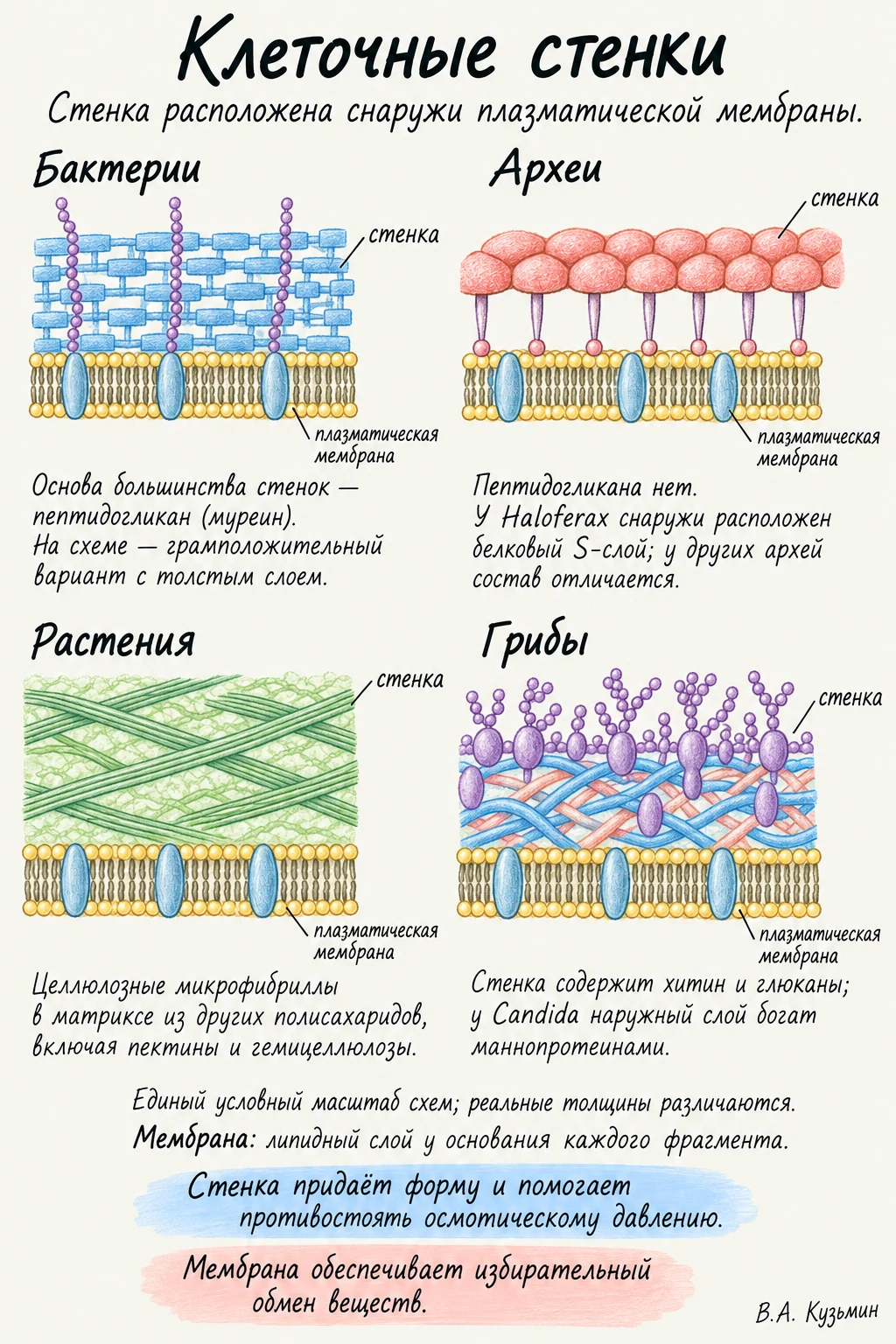 Клеточные стенки