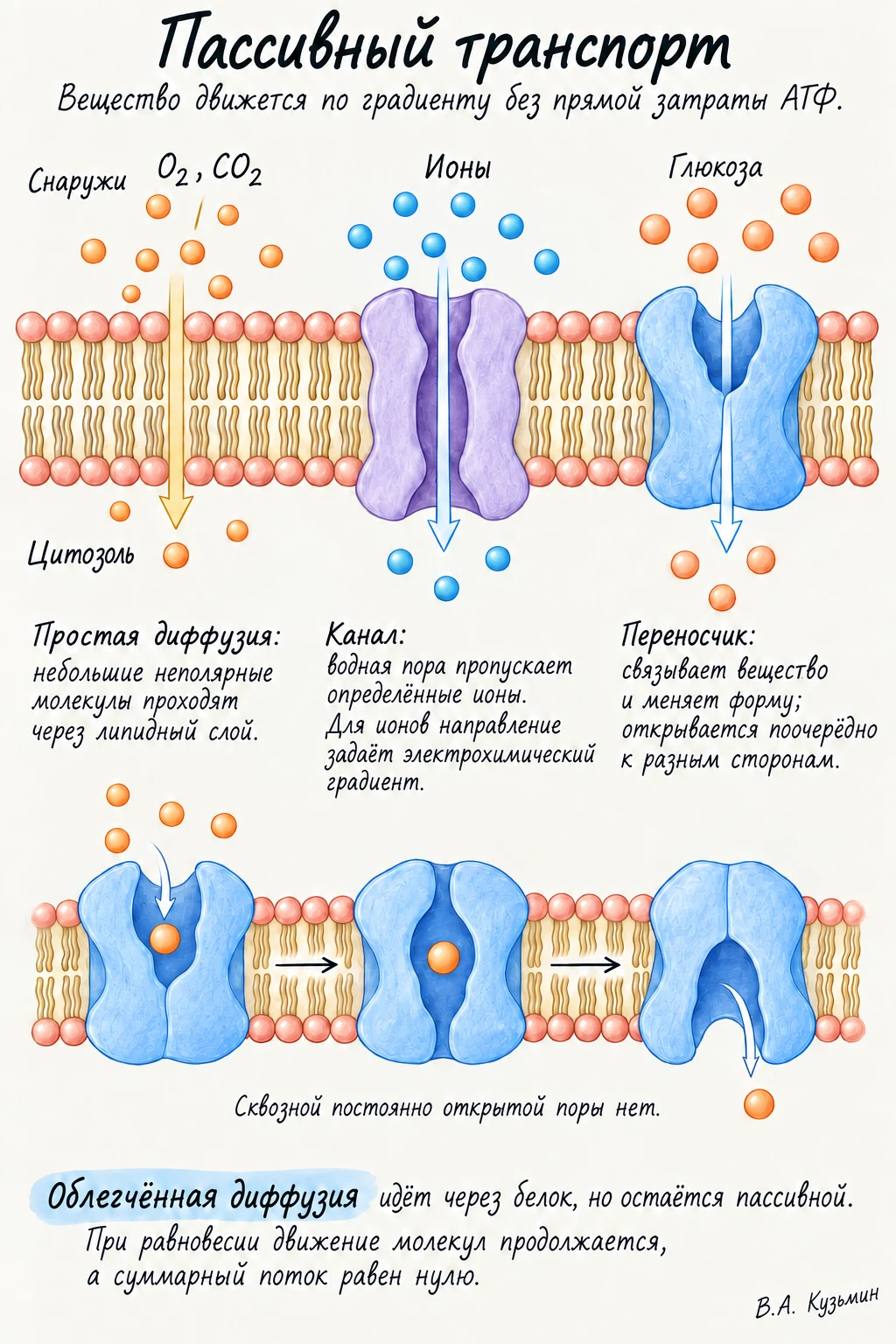 Пассивный транспорт
