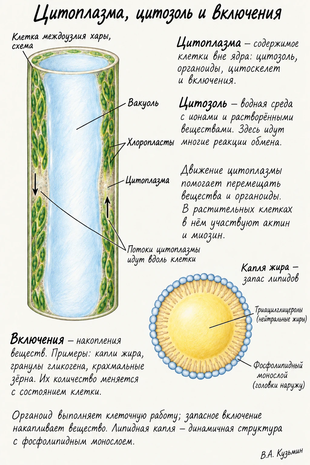 Цитоплазма цитозоль и включения