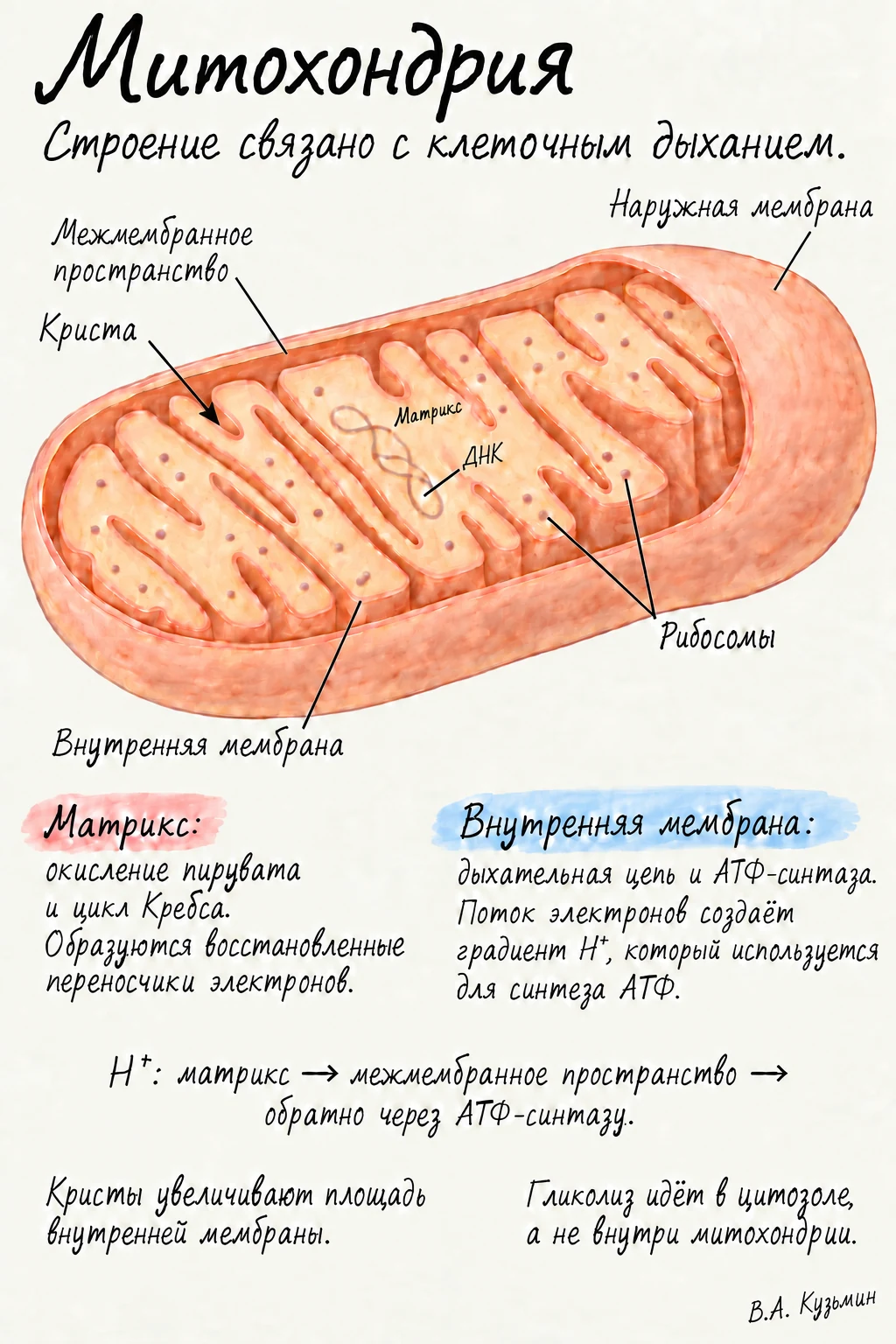 Митохондрия