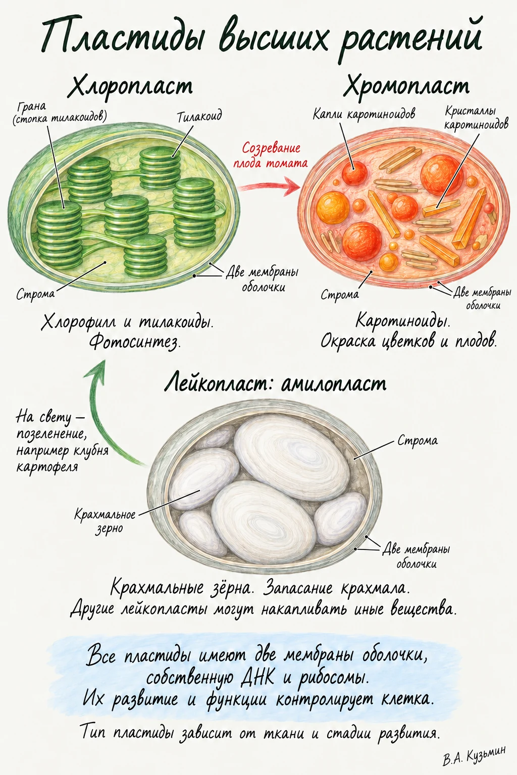 Пластиды высших растений