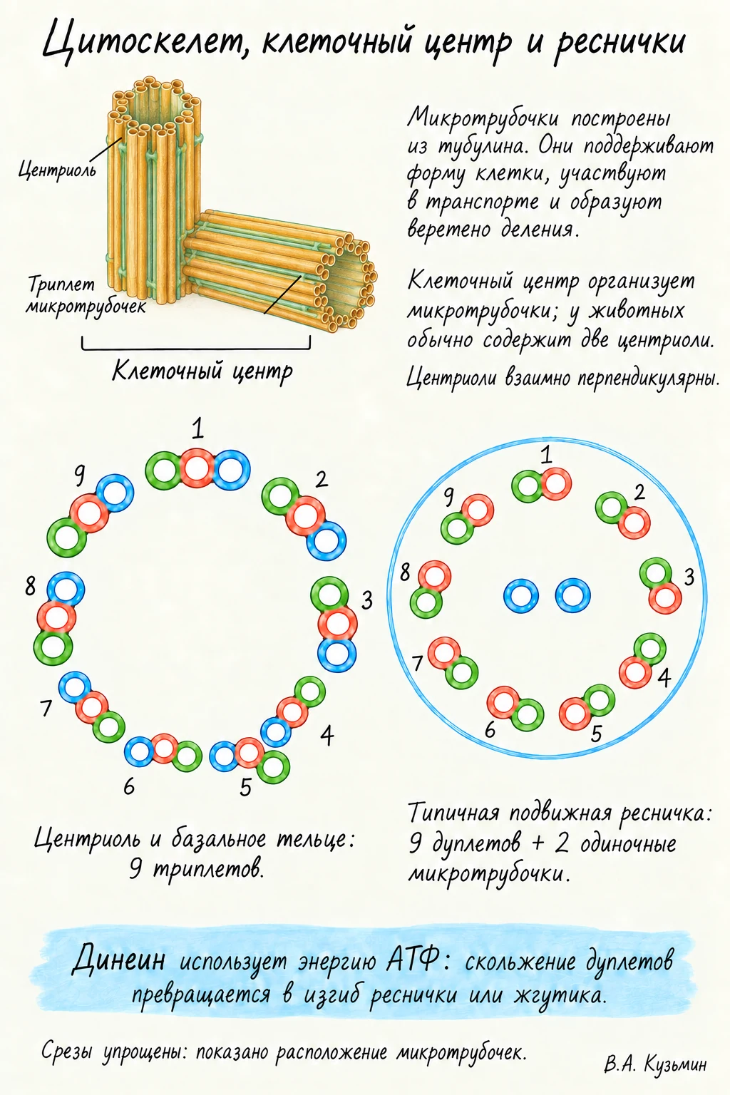 Цитоскелет клеточный центр и реснички