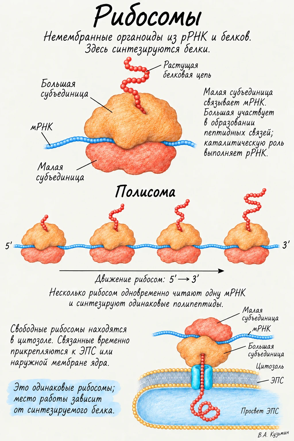 Рибосомы