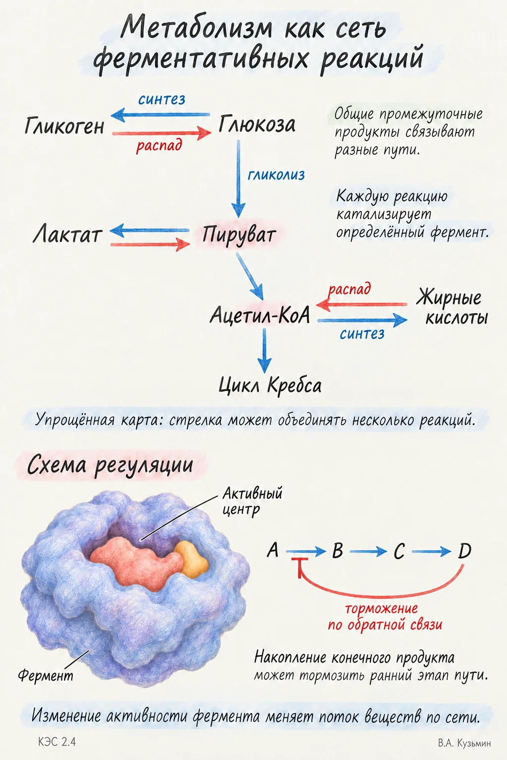 Метаболизм как сеть ферментативных реакций