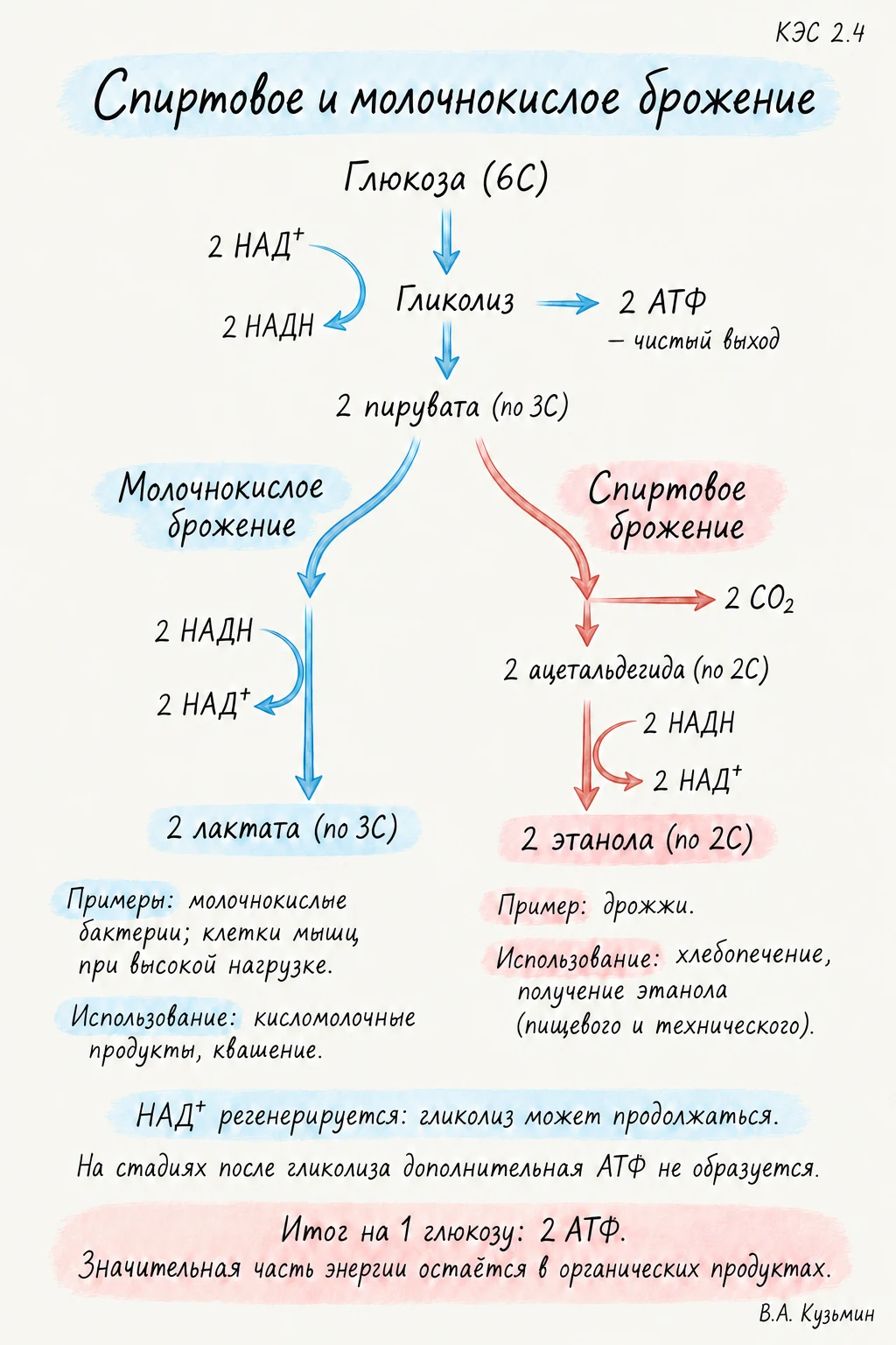 Спиртовое и молочнокислое брожение