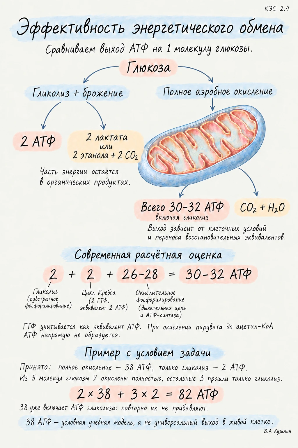 Эффективность энергетического обмена