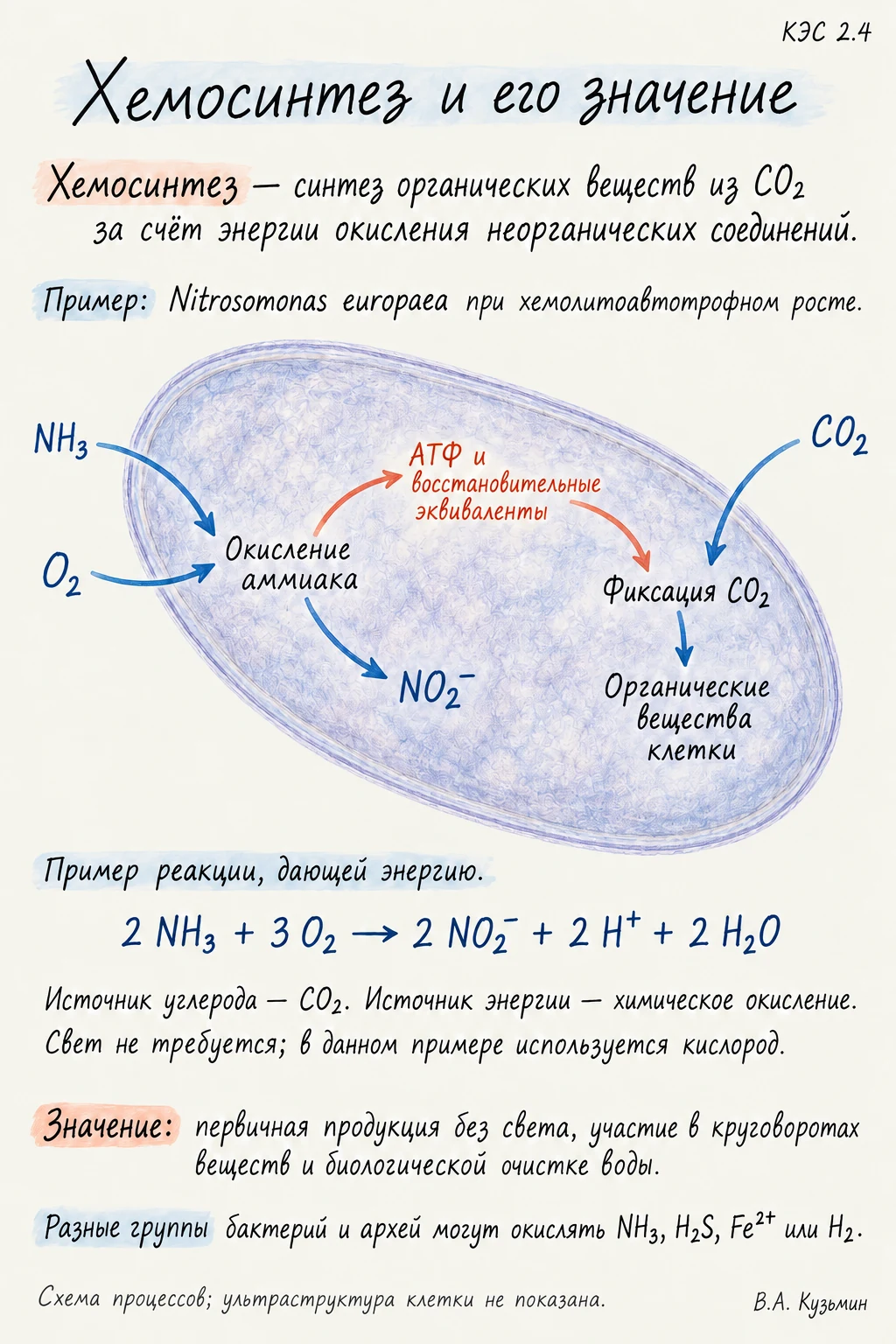 Хемосинтез и его значение