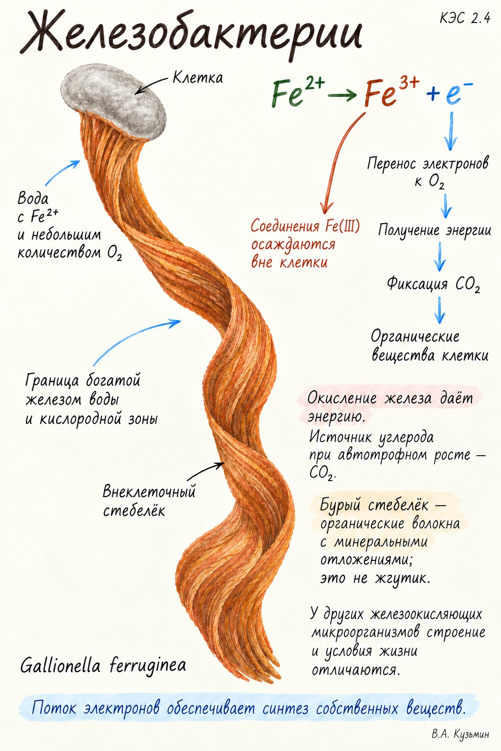 Железобактерии