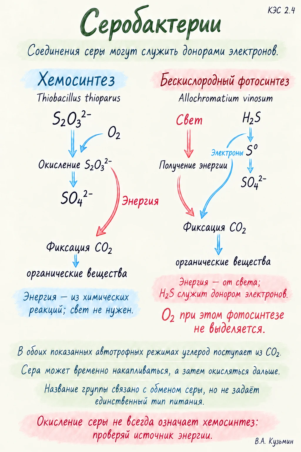 Серобактерии
