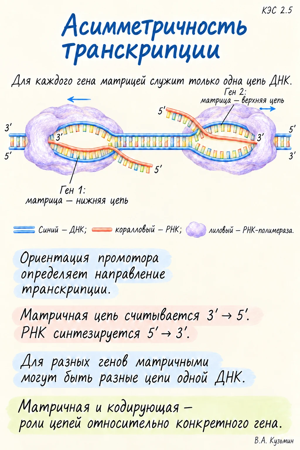 Асимметричность транскрипции