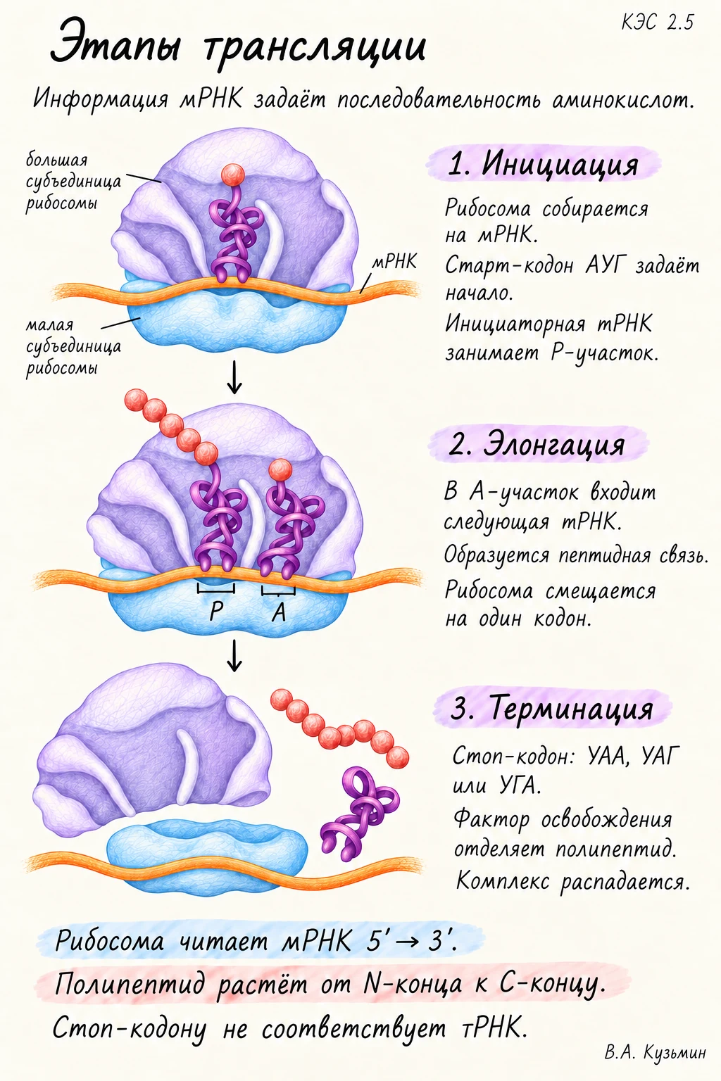 Этапы трансляции