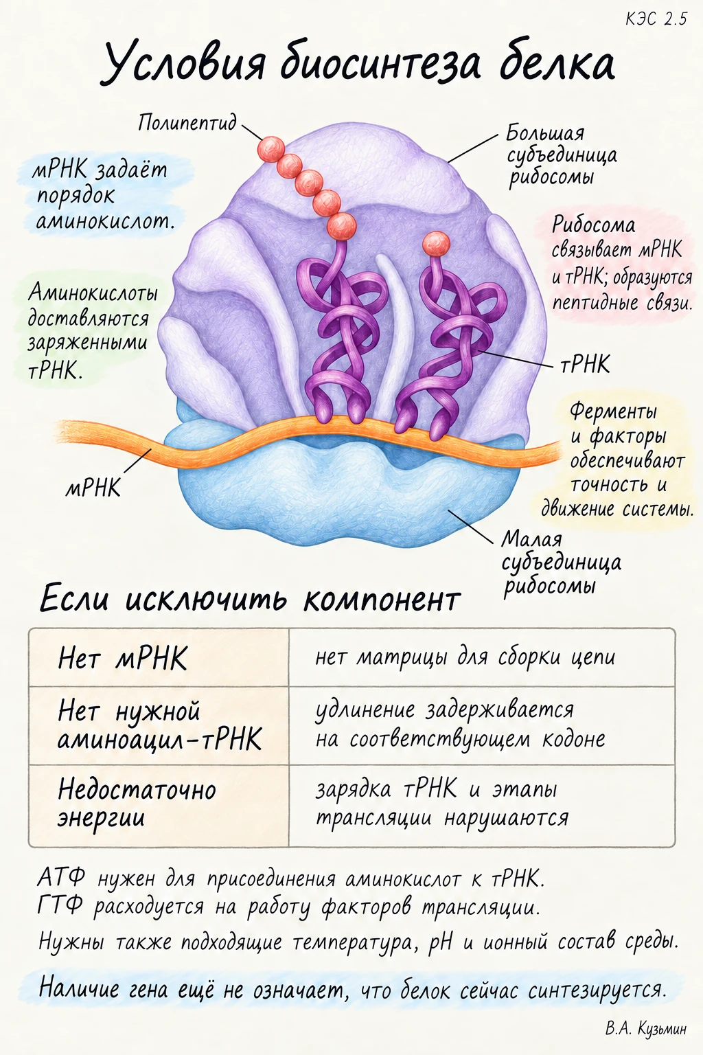 Условия биосинтеза белка