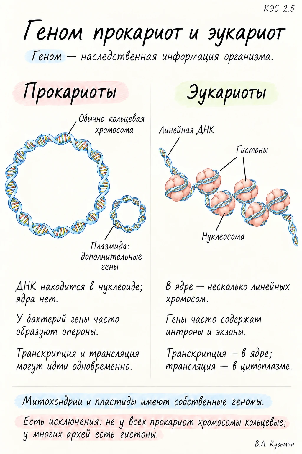 Геном прокариот и эукариот