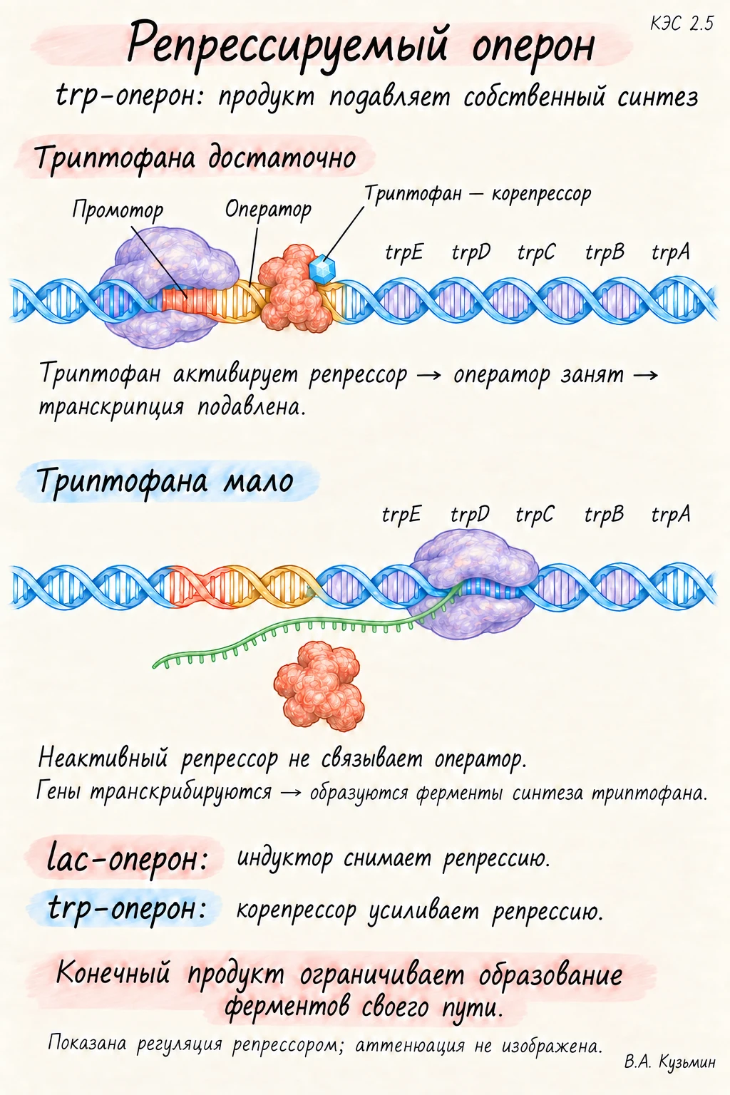 Репрессируемый оперон