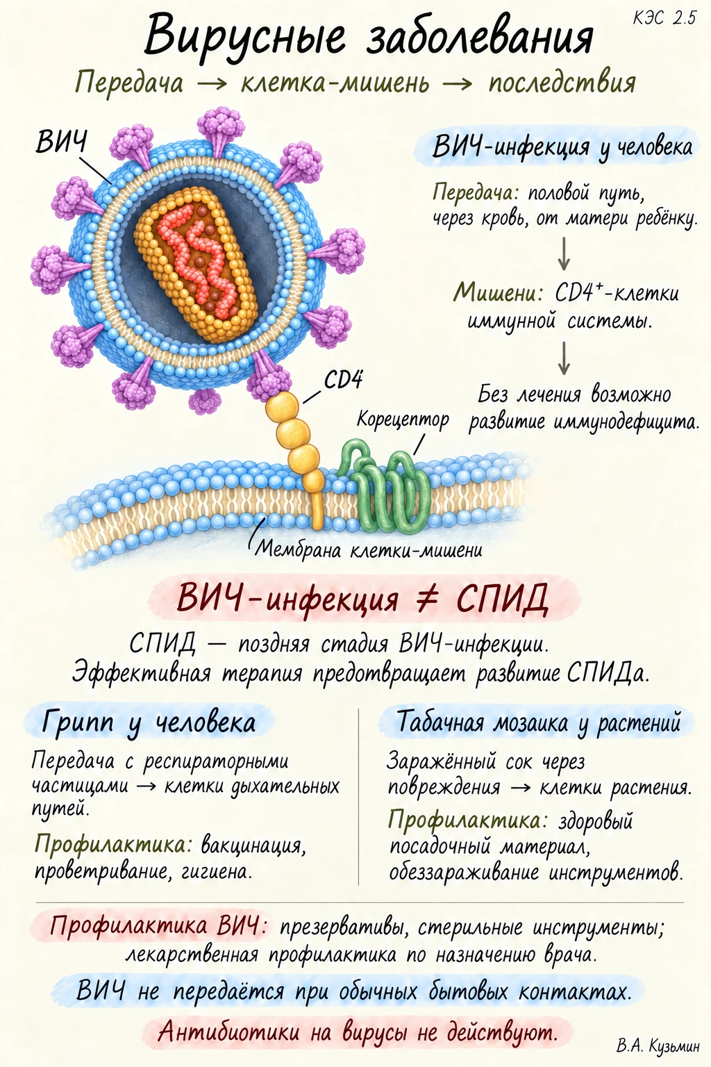 Вирусные заболевания